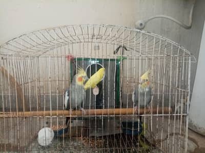 for sale