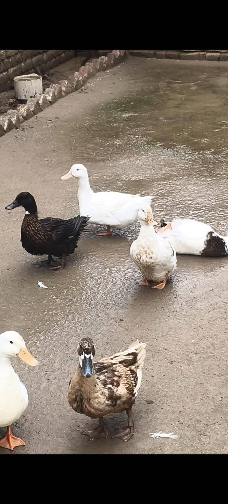 Ducks 0