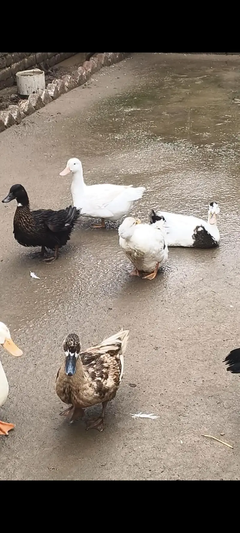 Ducks — photo 2