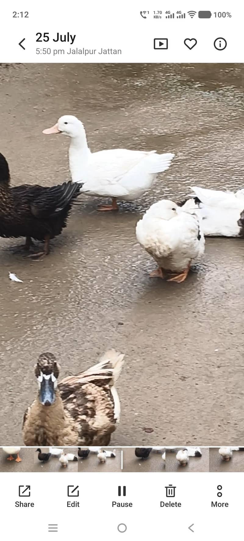 Ducks 2