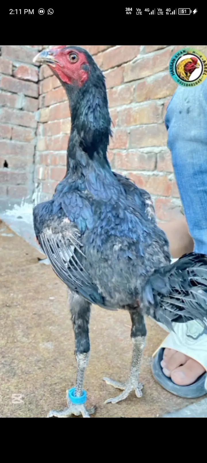Aseel burmi +pakoya female — photo 2