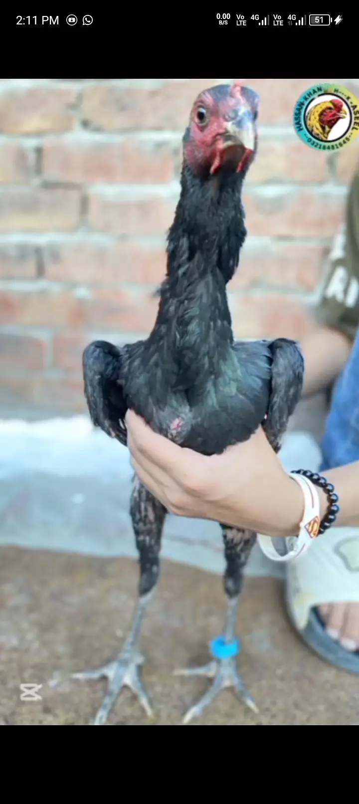 Aseel burmi +pakoya female — photo 4
