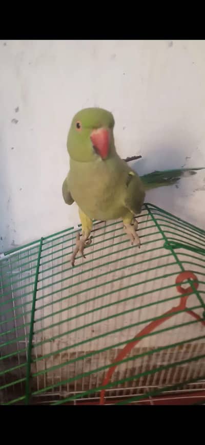 raw parrot