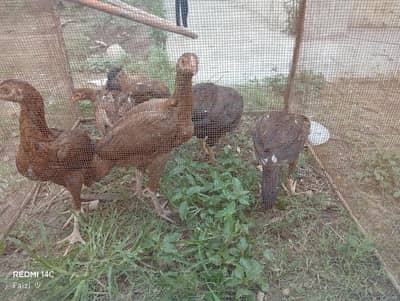 murghi with her 4-5 months chicks