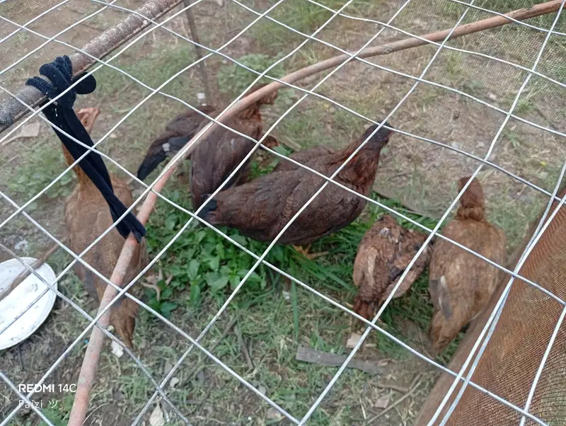 murghi with her 4-5 months chicks — photo 2