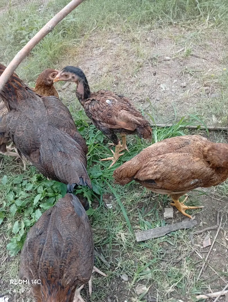 murghi with her 4-5 months chicks — photo 3