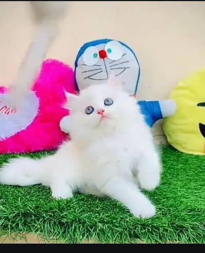 persian cat for sale My WhatsApp number 03093713755