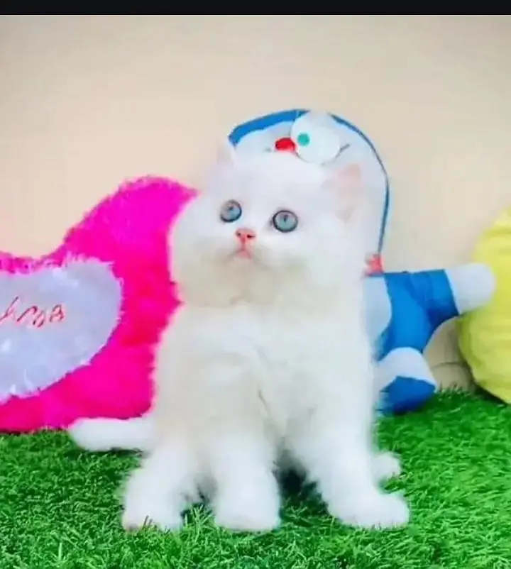 persian cat for sale My WhatsApp number 03093713755 — photo 2