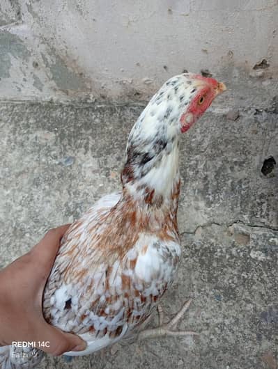 2 aseel murgii for sale