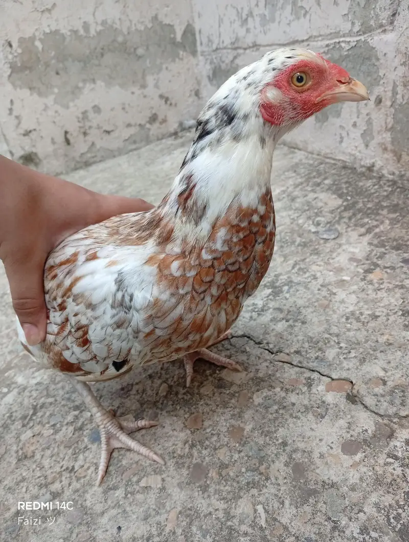 2 aseel murgii for sale — photo 2