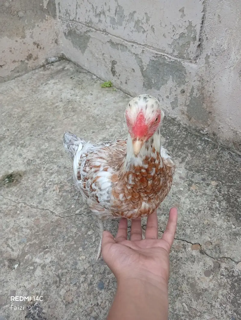 2 aseel murgii for sale — photo 3