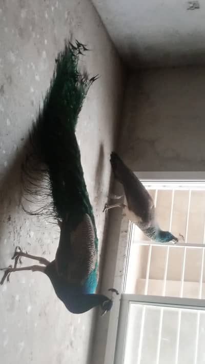 Peacock For sell