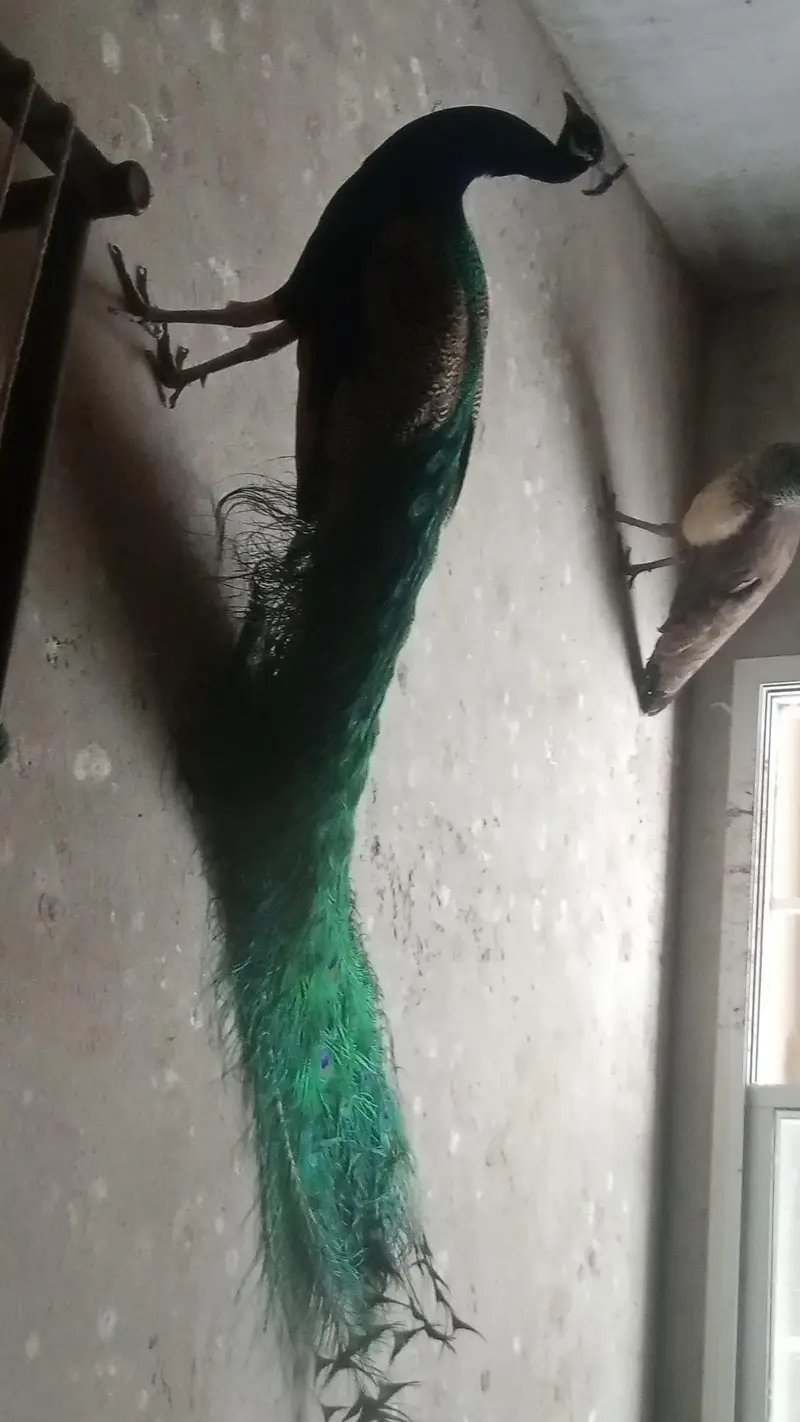 Peacock For sell — photo 2