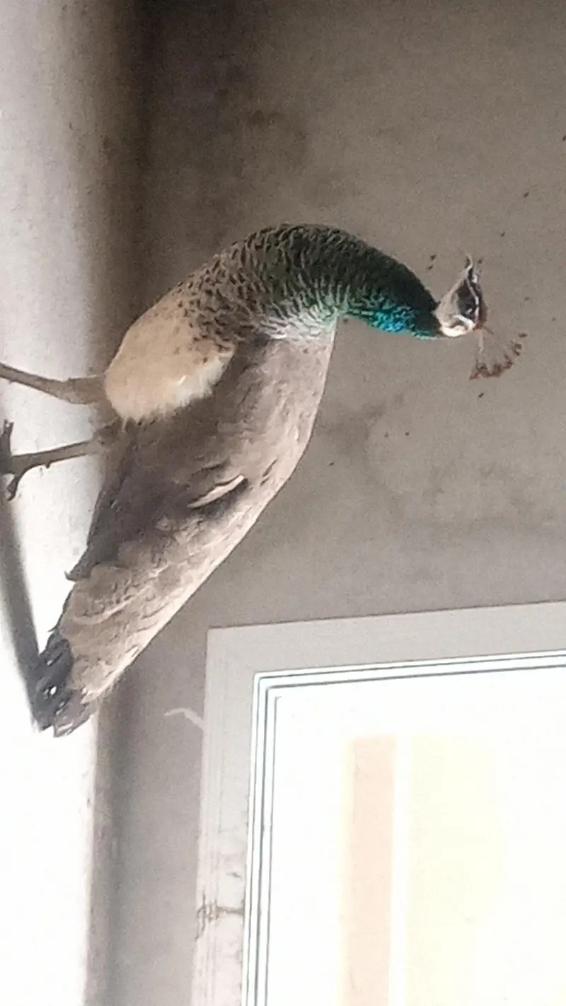 Peacock For sell — photo 3