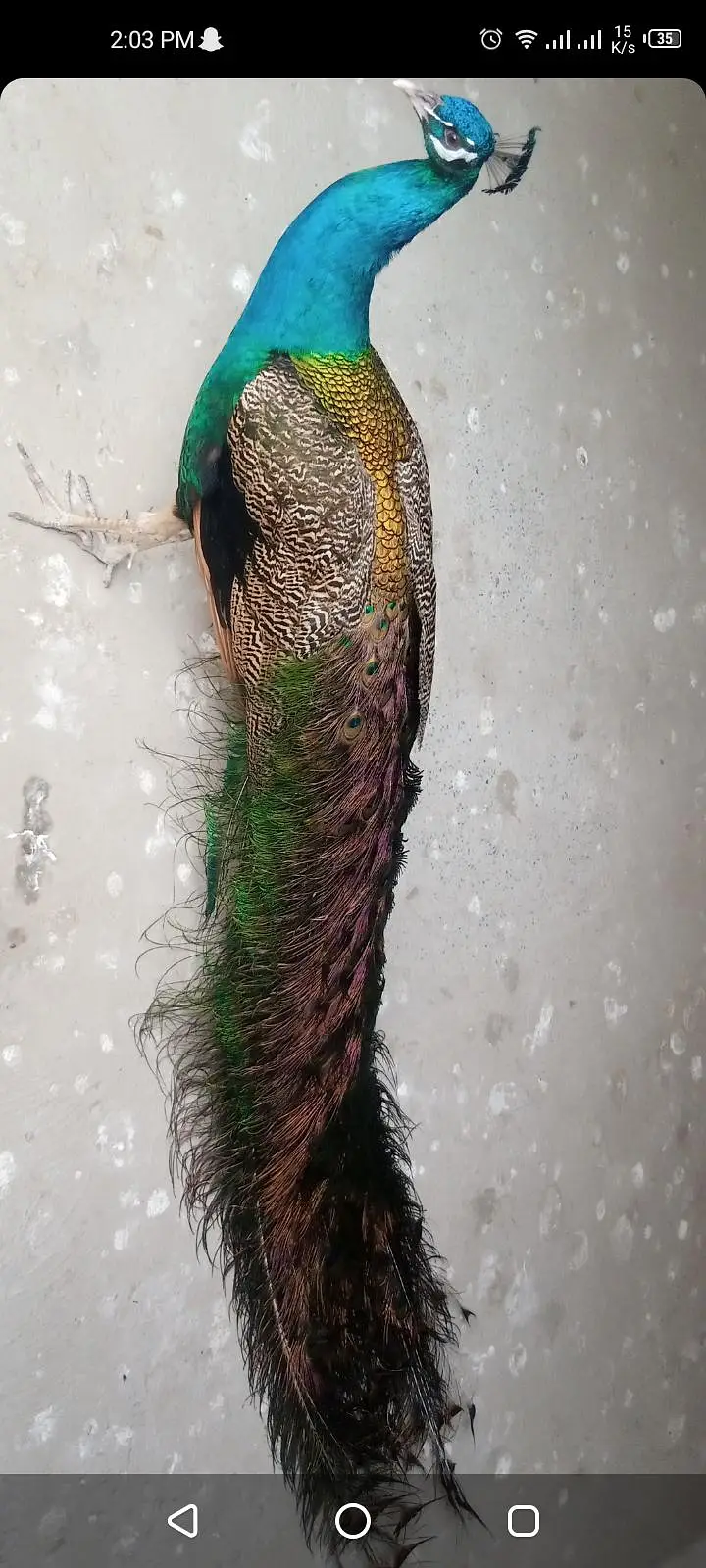 Peacock For sell — photo 4