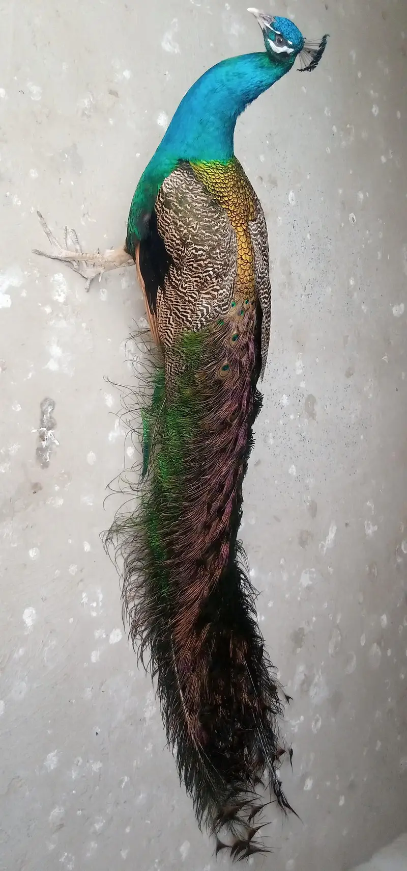 Peacock For sell — photo 5