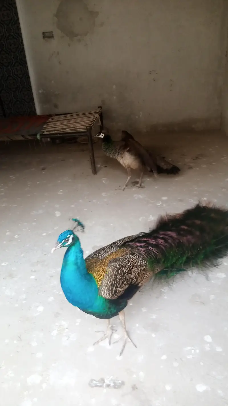 Peacock For sell — photo 6