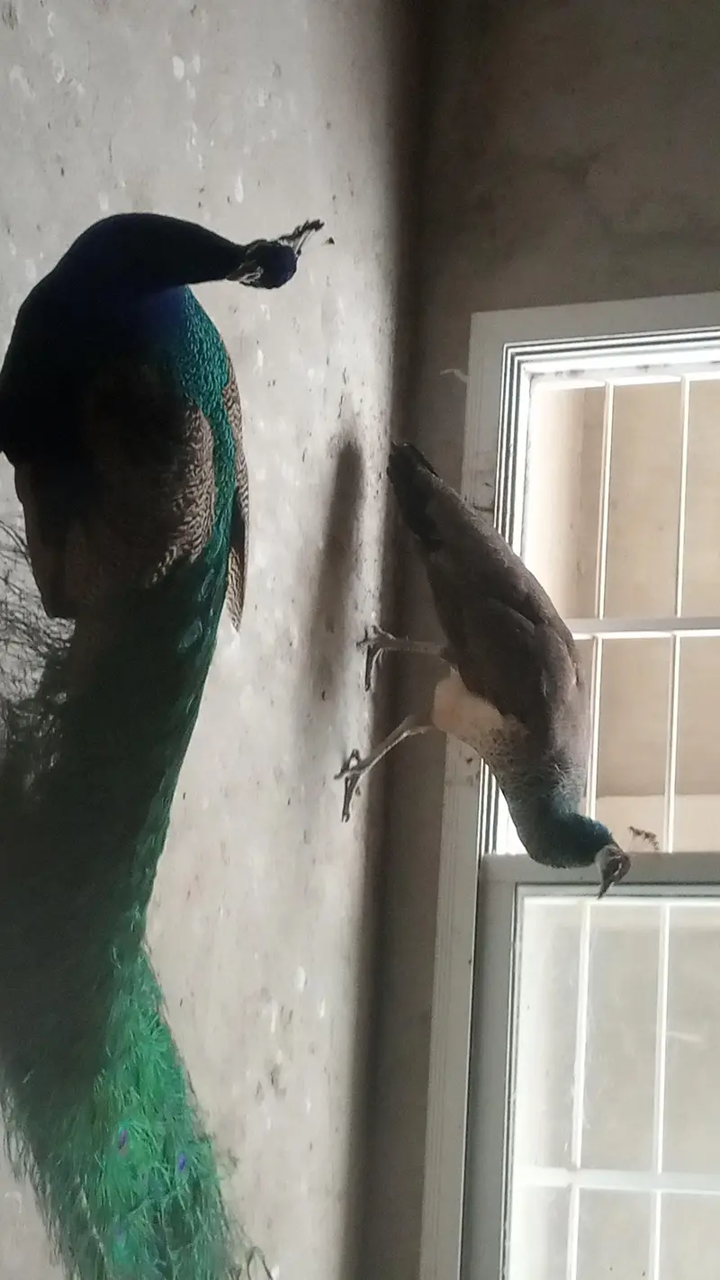 Peacock For sell — photo 7