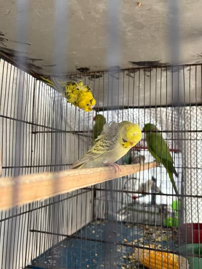 budgies hogo , lovebirds for sale