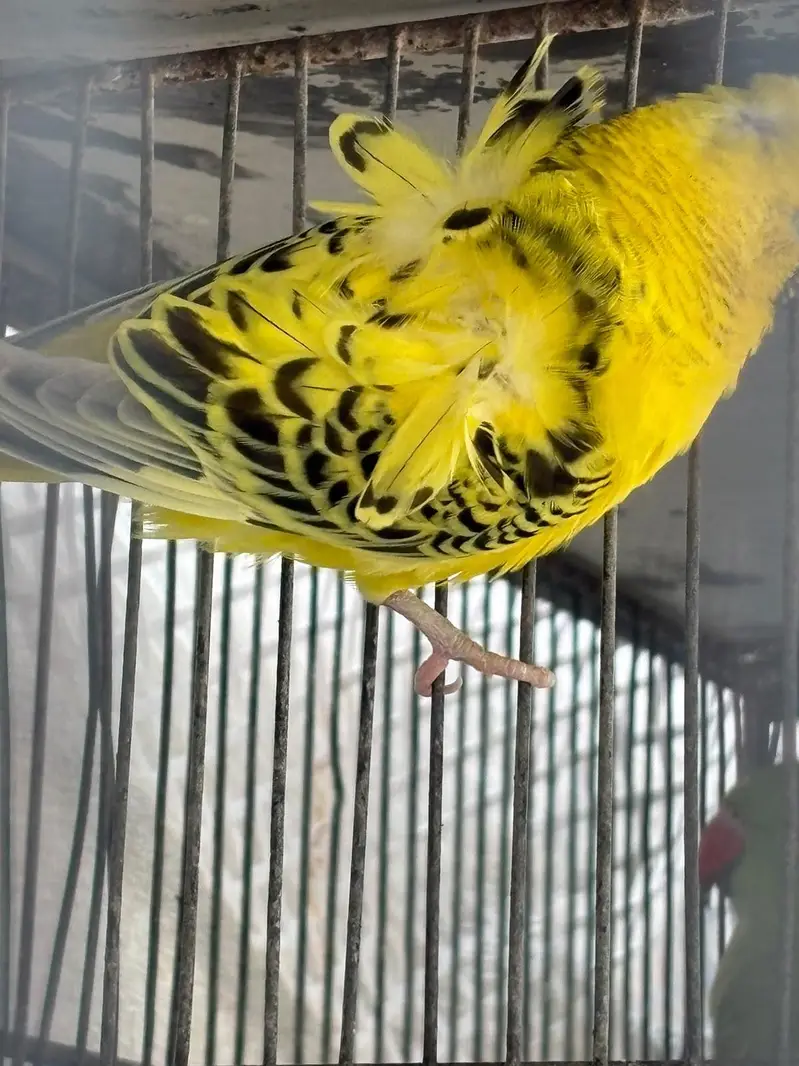 budgies hogo , lovebirds for sale — photo 2