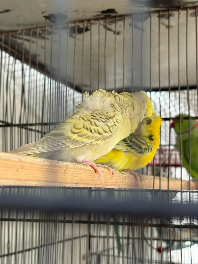budgies hogo , lovebirds for sale — photo 3