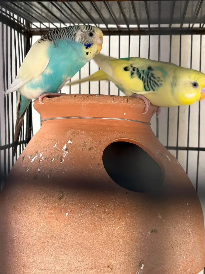budgies hogo , lovebirds for sale — photo 4