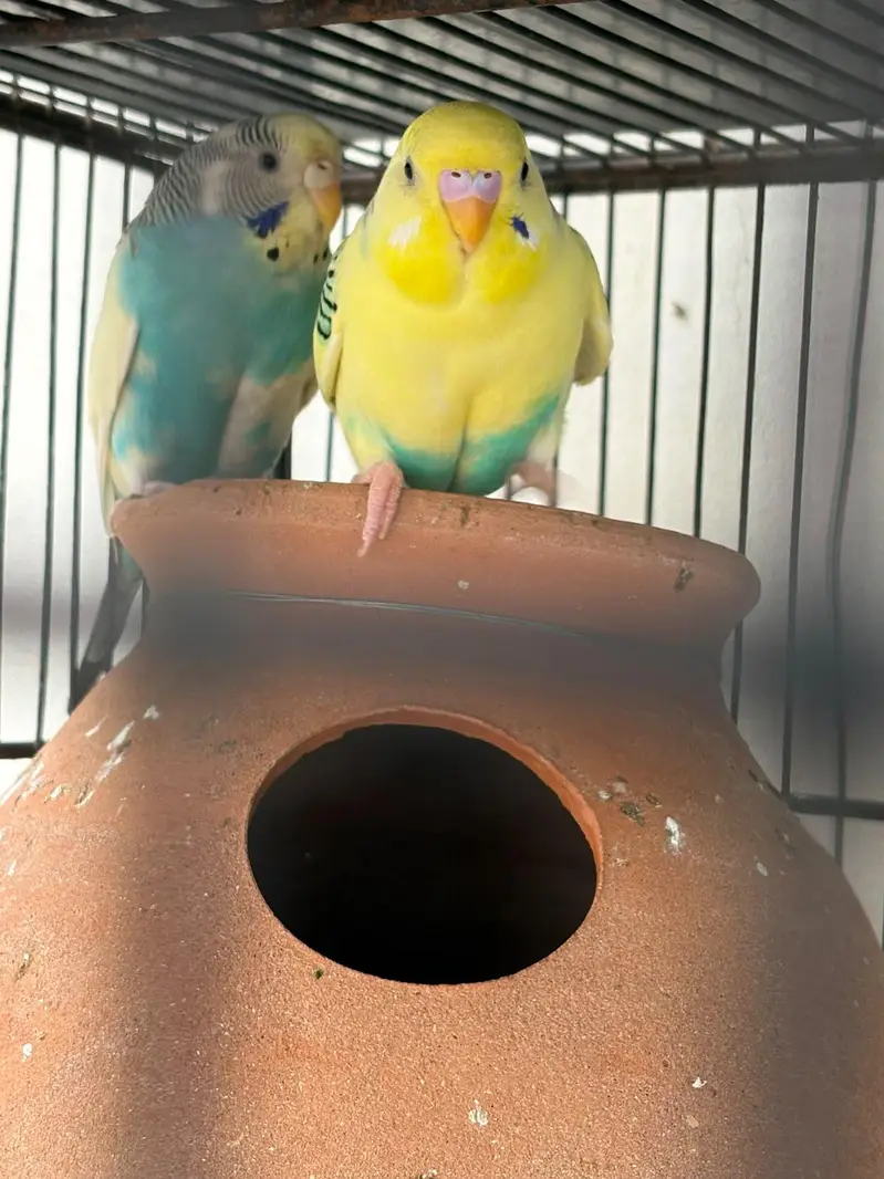 budgies hogo , lovebirds for sale — photo 5