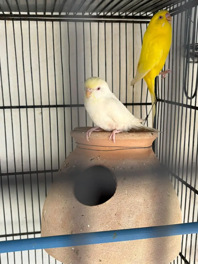 budgies hogo , lovebirds for sale — photo 6