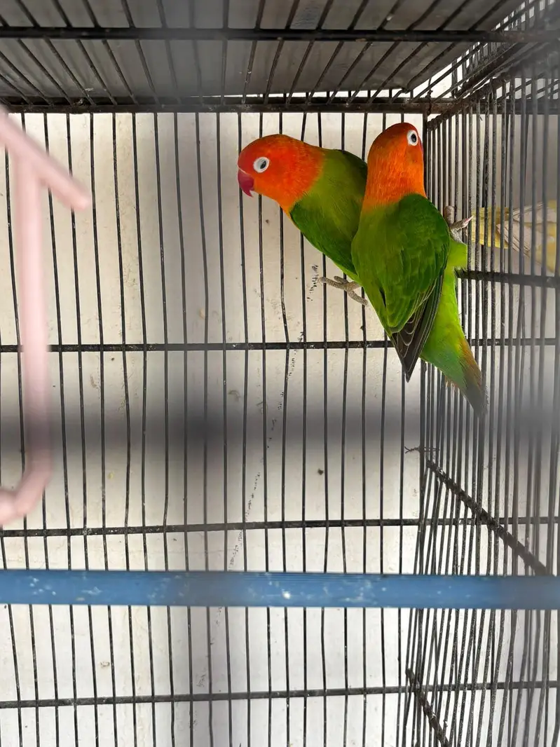 budgies hogo , lovebirds for sale — photo 7