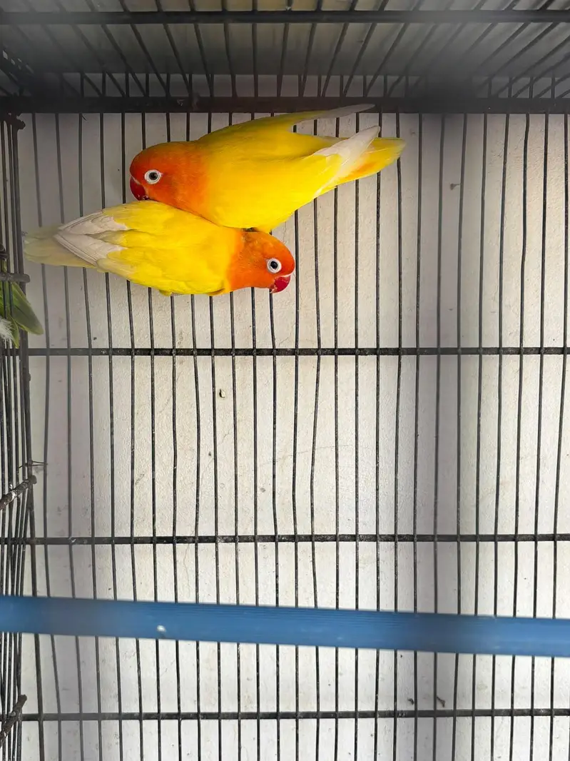 budgies hogo , lovebirds for sale — photo 8