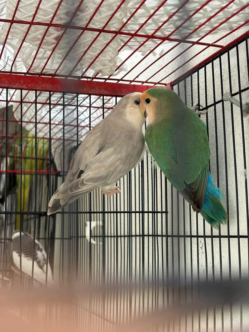 budgies hogo , lovebirds for sale — photo 9