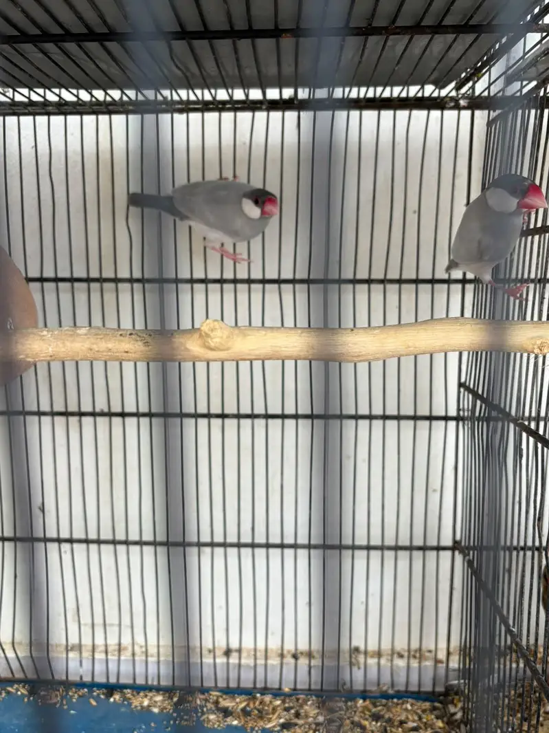 budgies hogo , lovebirds for sale — photo 10