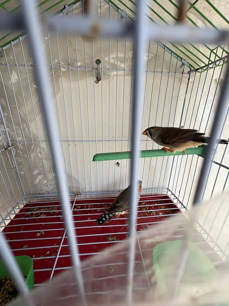 budgies hogo , lovebirds for sale — photo 11