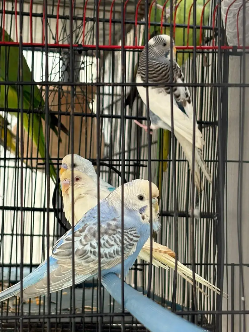 budgies hogo , lovebirds for sale — photo 12