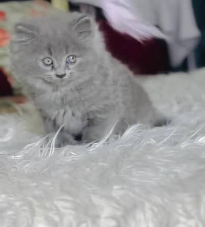 Persian kitten