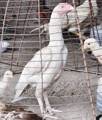 High Quality white nok nali paper white blood line female available.