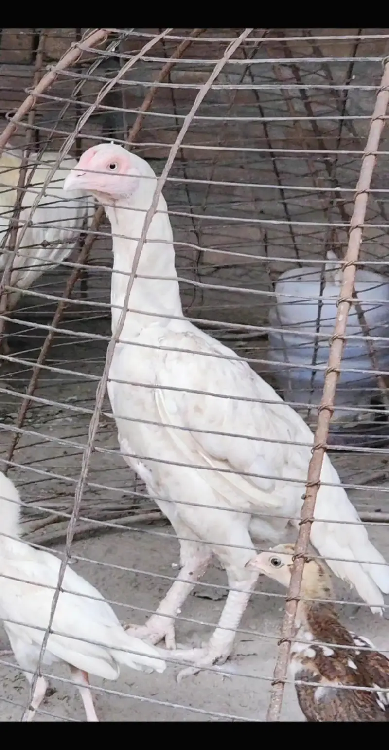 High Quality white nok nali paper white blood line female available. — photo 2