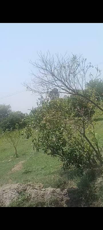 240 KANAL AGRI LAND NWAN KOT TO ATHARA HZAARI ROAD 21000 TREES IN LAND District Jhang