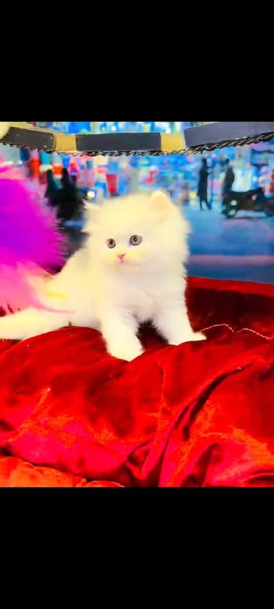 persian cat for sale My WhatsApp number 03093713755