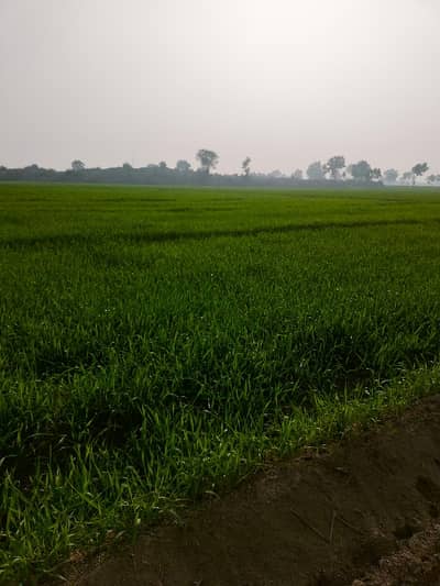 200 Kanal Agricultural Land For sale In Mankera