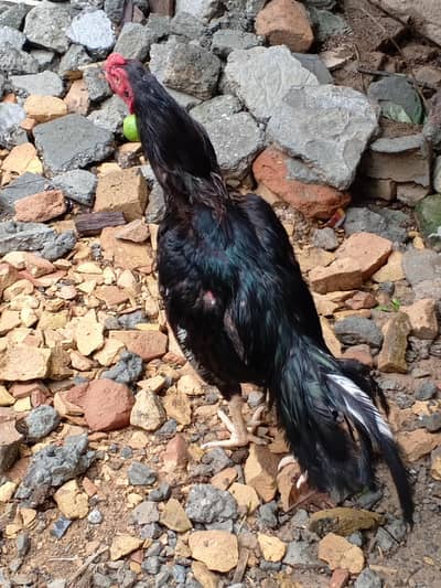 Mushka lasani aseel for sale