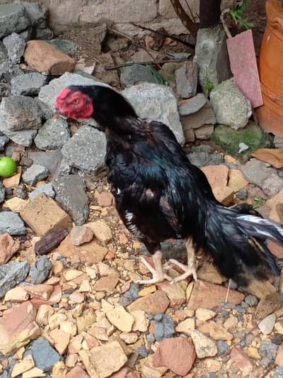 Aseel patha for sale
