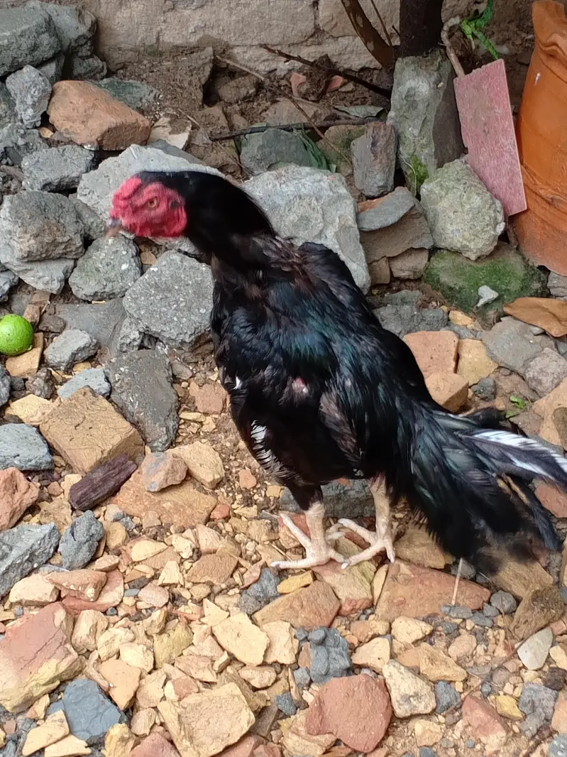 Mushka lasani aseel for sale — photo 2
