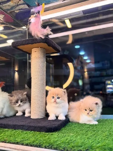 Persian kitten — photo 2