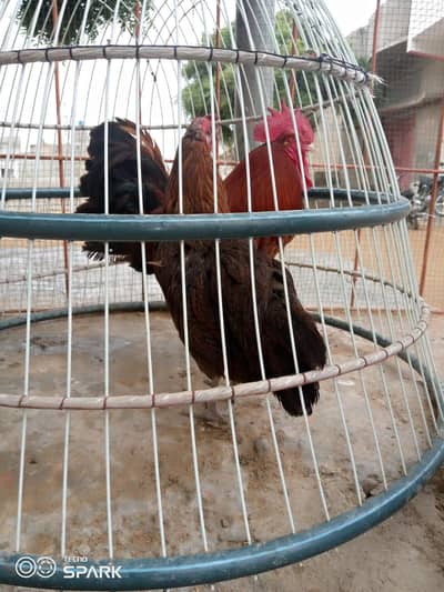 Misri breed hai bohat hi acha or reasonable price hai murghi andai dai