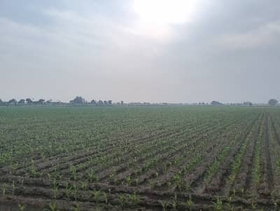 Get Your Dream Agricultural Land In Head Muhammad Wala Head Muhammad Wala
