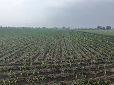 Looking For A Agricultural Land In Bahawalpur Road