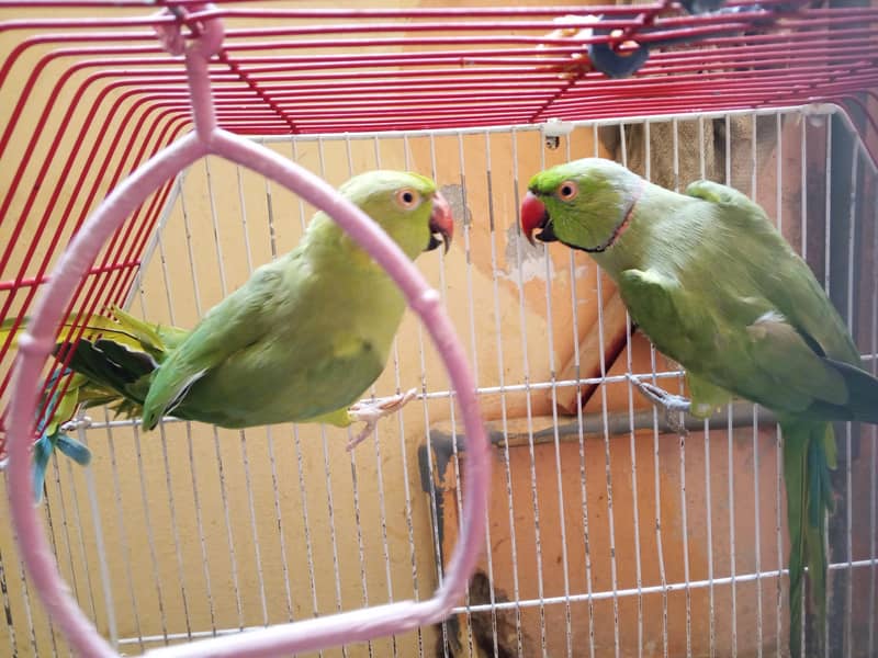 Ring neck breeding pair 0