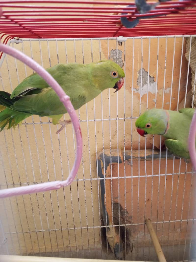 Ring neck breeding pair 1