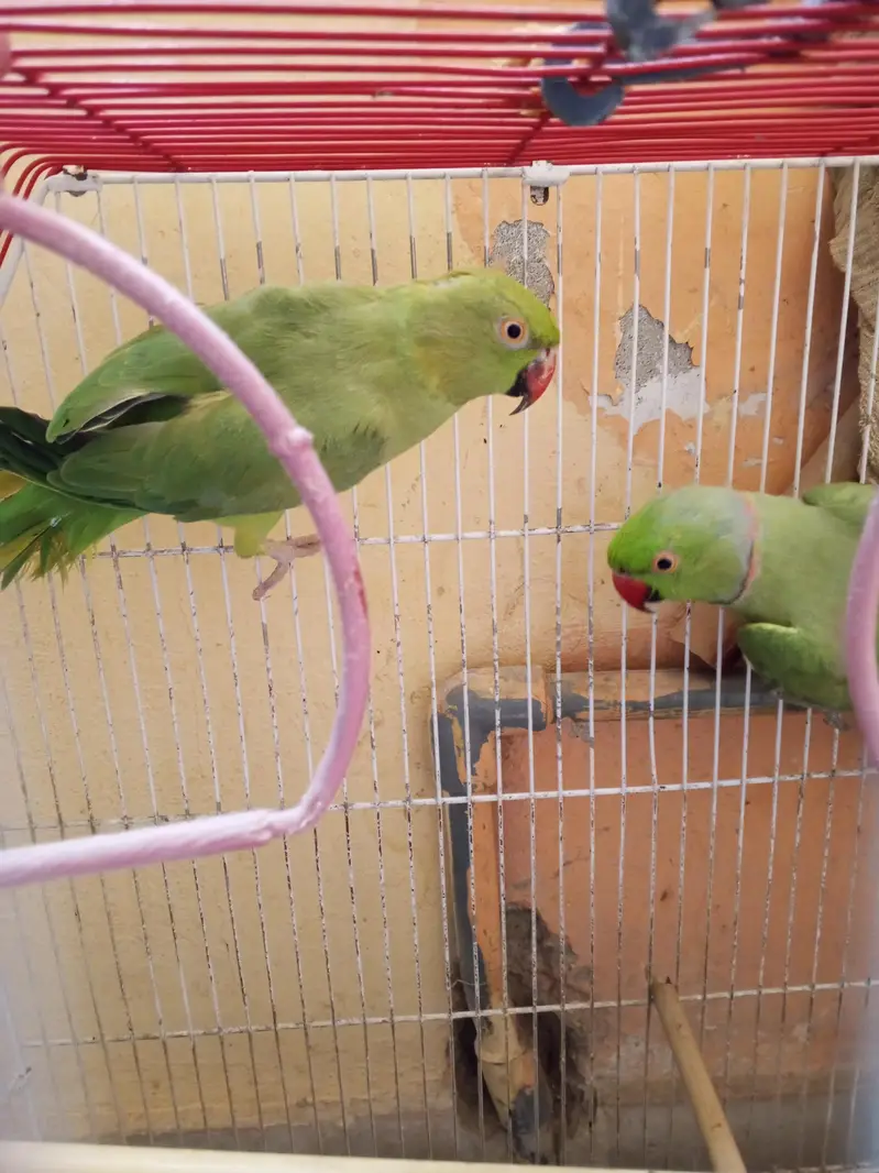 Ring neck breeding pair — photo 2
